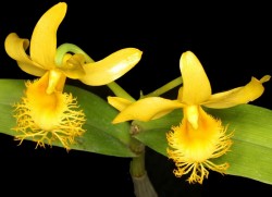 Dendrobium-brymerianum.jpg