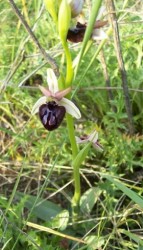 ophrys_sphegodes_ssp._sipontensis_21.jpg
