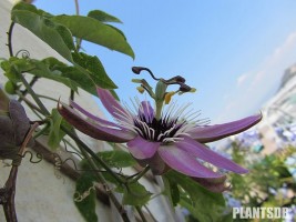 passiflora_violacea.JPG