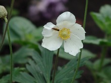   Anemone canadensis