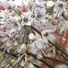 Allium virgunkculae -  ,  