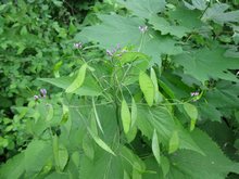    Lunaria rediviva,    plantarium.ru