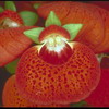    Calceolaria herbeohibrida