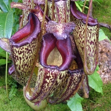  Nepenthes