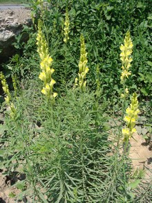   Linaria vulgaris    ,  - 
